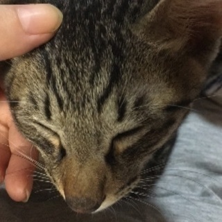 里親募集 子猫 3ヶ月くらいの男の子