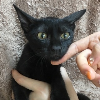 里親決定。長しっぽ黒猫