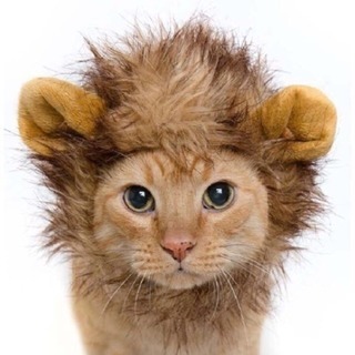 新品未使用Amazonで人気ワンちゃん猫ちゃん変身ライオン帽子