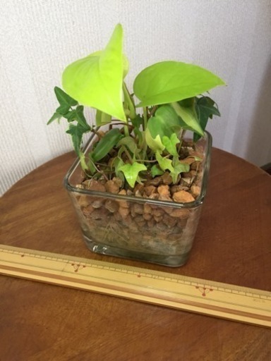 ポトス アイビー 鉢植え ハイドロカルチャー おー 札幌のインテリア雑貨 小物 置物 オブジェ の中古あげます 譲ります ジモティーで不用品の処分