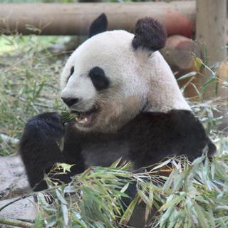 9月17日(9/17)  赤ちゃんパンダ誕生！上野動物園！人気の...