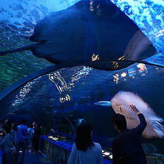 9月18日(9/18)  大人の遠足!関東一人気の葛西水族館コン...