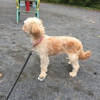 優しい方宜しくお願いします。 - 犬