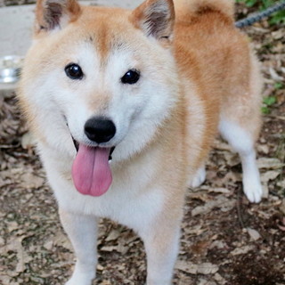 柴犬 オス の画像