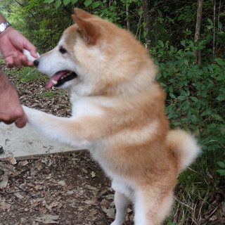 柴犬 オス  − 兵庫県