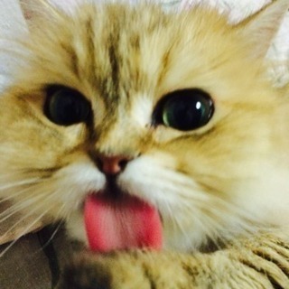 里親決定！たくさんのご応募ありがとうございました！！ - 猫