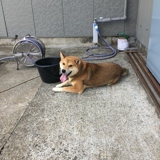 迷い犬