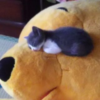 雄猫ちゃんです - 猫