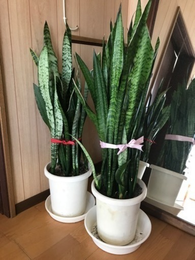 観葉植物 虎の尾 わんわん 黄金のインテリア雑貨 小物の中古あげます 譲ります ジモティーで不用品の処分