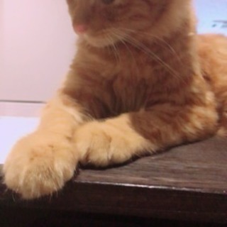 大和高田市初猫カフェshana Kimikasu 大和高田のペットサービスの無料広告 無料掲載の掲示板 ジモティー 大和高田市初猫カフェshana Kimikasu 大和高田のペットサービスの無料広告 無料掲載の掲示板 ジモティー
