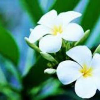 プルメリア ハワイの花 Mimi 安芸のその他の中古あげます 譲ります ジモティーで不用品の処分