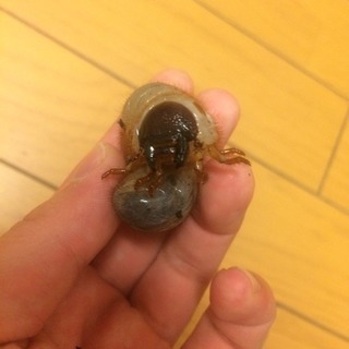 カブトムシ(幼虫) − 神奈川県