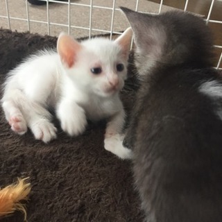 里親になってくださる方 − 千葉県