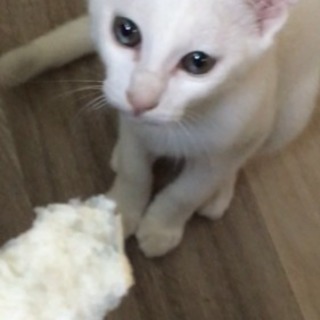 里親決定( ＾∀＾)   ★不思議な瞳の白猫ちゃん − 千葉県