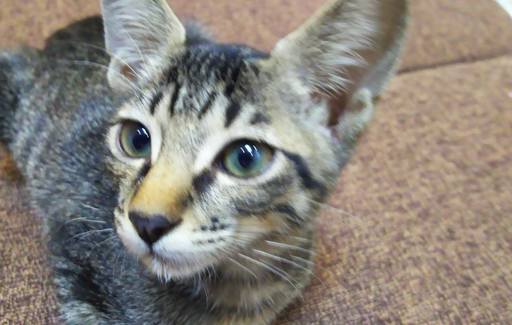 きーちゃん里親様決定しましたありがとうございます聖母のようなさっちゃんの子猫きじこちゃん 城下町にゃんこの会 和歌山市の猫の里親募集 ジモティー