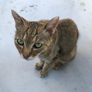 野良猫の里親になってくださる方を探しています。