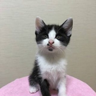 7月19日生まれの子猫ちゃんの画像