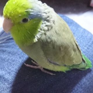 大分市津守でマメルリハインコ探しています。