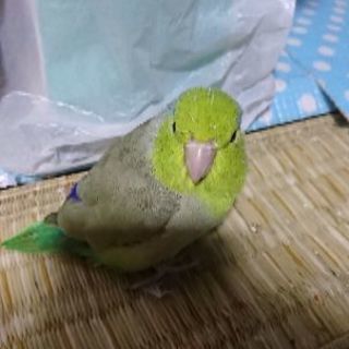 大分市津守でマメルリハインコ探しています。 - 大分市