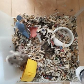 ハムスター🐹ジャンルガリアン