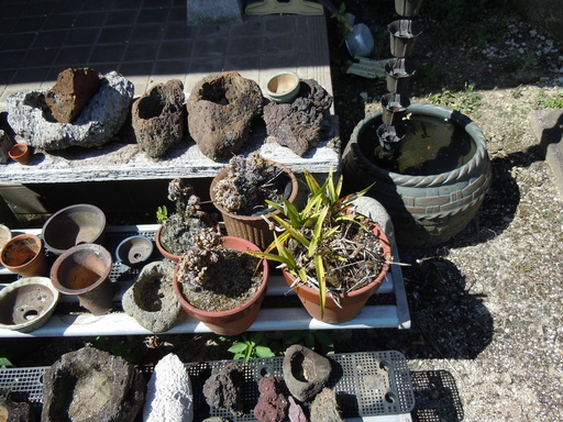 ユーモラス 応用 ジョブ 軽石 植木鉢 M Yoshio Jp ユーモラス 応用 ジョブ 軽石 植木鉢 M Yoshio Jp