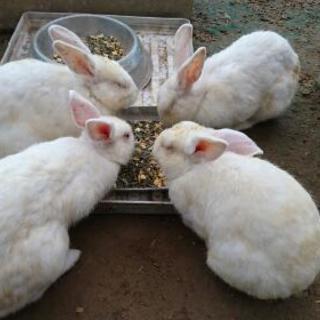 うさぎのエサ等をご寄付お願いします まろ 行動範囲広め 鈴鹿の手伝って 助けての助け合い ジモティー うさぎのエサ等をご寄付お願いします まろ 行動範囲広め 鈴鹿の手伝って 助けての助け合い ジモティー