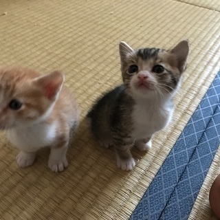 子猫ちゃん❤⃛生後一ヶ月の画像