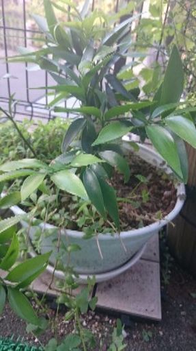 観葉植物 ナギ ご神木 ねこ太郎 熊谷のその他の中古あげます 譲ります ジモティーで不用品の処分