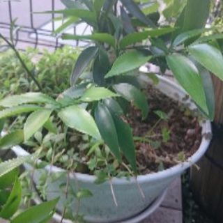 観葉植物 ナギ ご神木 