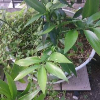 観葉植物 ナギ ご神木 ねこ太郎 熊谷のその他の中古あげます 譲ります ジモティーで不用品の処分