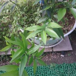 観葉植物 ナギ ご神木 ねこ太郎 熊谷のその他の中古あげます 譲ります ジモティーで不用品の処分