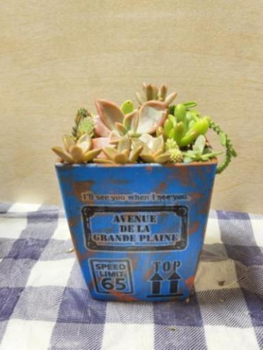 多肉植物寄せ植え リメ青鉢 オリーブ 南熊本のその他の中古あげます 譲ります ジモティーで不用品の処分