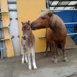 南阿蘇の余生馬牧場で　お馬達に触れ合ってみませんか。 - 阿蘇郡