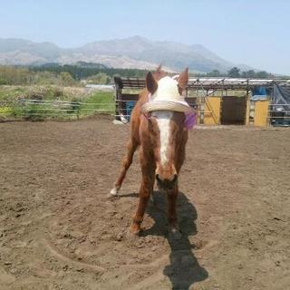 南阿蘇の余生馬牧場で　お馬達に触れ合ってみませんか。