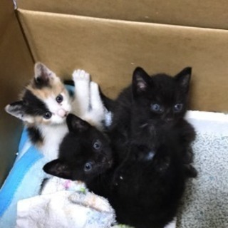生後1ヶ月の黒猫オス2匹、三毛猫メス1匹