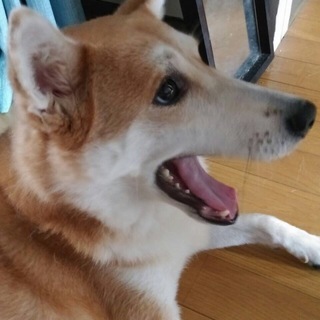 千葉県の犬の里親募集 ジモティー