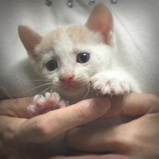 白薄茶ピンクの男の子・ロール　生後1.5カ月 - 猫