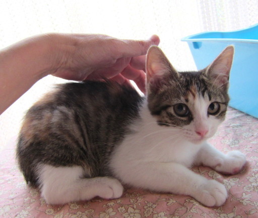 愛らしいキジ三毛の女の子 3ヶ月健康チェック、ワクチン済 お届け 