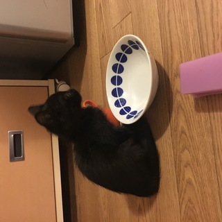 黒猫1ヶ月