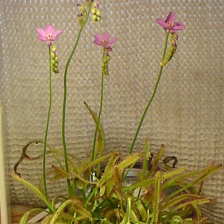 食虫植物 アフリカナガバモウセンゴケ D カペンシス 赤花 成株 ビオパルコ三明由来 Gouldien 篠路のその他の中古あげます 譲ります ジモティーで不用品の処分