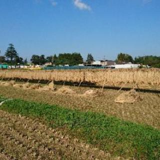 2023年度 稲藁❗珍しい天日干し米の藁❗