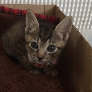 二ヶ月の4兄弟キジ猫ちゃん❤️ − 福岡県