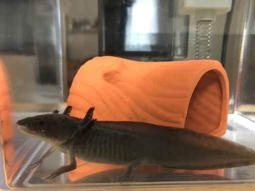 ウーパールーパー 黒 きなこもち 市原のその他の里親募集 ジモティー ウーパールーパー 黒 きなこもち 市原のその他の里親募集 ジモティー