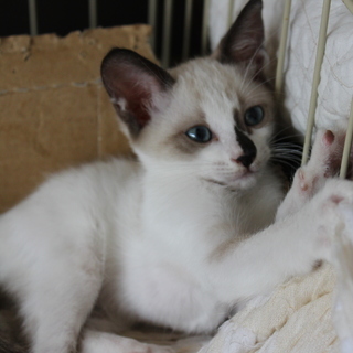 炎天下に捨てられた子猫３兄妹　里親募集