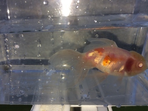 超レア金魚アルビノ東錦売ります2 ゆたか 飯塚のその他の中古あげます 譲ります ジモティーで不用品の処分 超レア金魚アルビノ東錦売ります2 ゆたか 飯塚のその他の中古あげます 譲ります ジモティーで不用品の処分