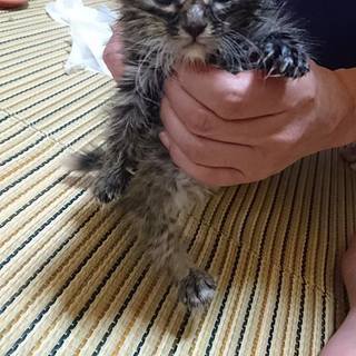 生後１か月程度で捨てられた　長毛　さんちゃん　子猫