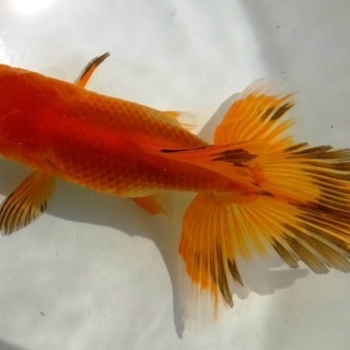 日本オランダ獅子頭当歳ペア売ります