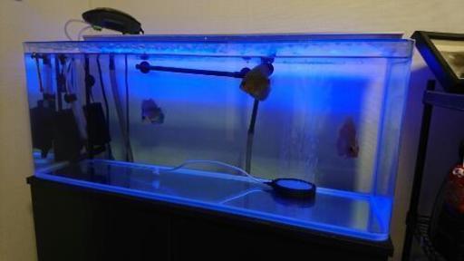 900ワイドスリムの熱帯魚水槽一式！ディスカス３匹