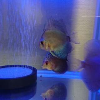 900ワイドスリムの熱帯魚水槽一式！ディスカス３匹