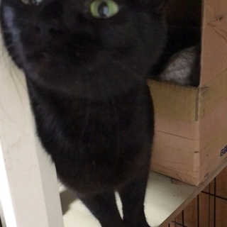 黒猫のハチコに優しいパパママ募集中です（動画有）